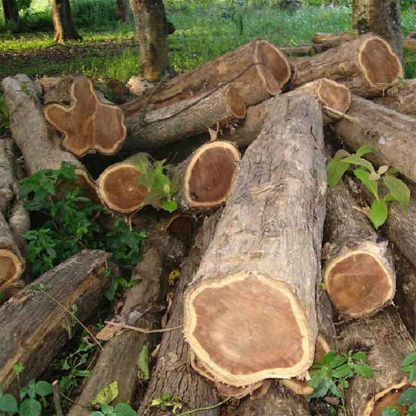 teak-wood-logs